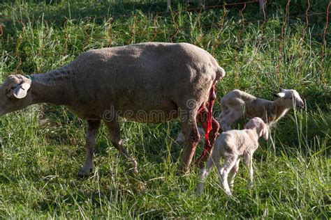 Newborn Lamb After Mother Sheep Giving Birth Stock Image Image Of