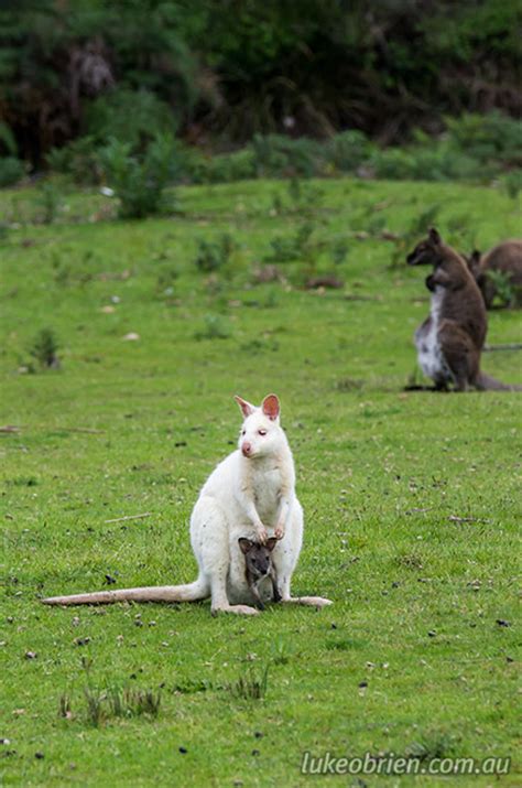 The White Wallaby of Bruny Island - Luke O'Brien Photography