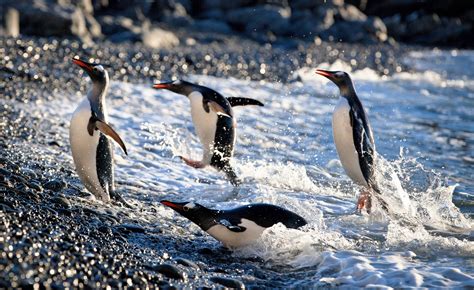 Meet Antarctic Wildlife in 360° VR