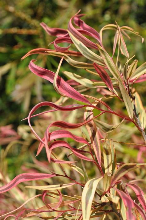 Plantfiles Pictures Agonis Australian Willow Myrtle Peppermint Tree