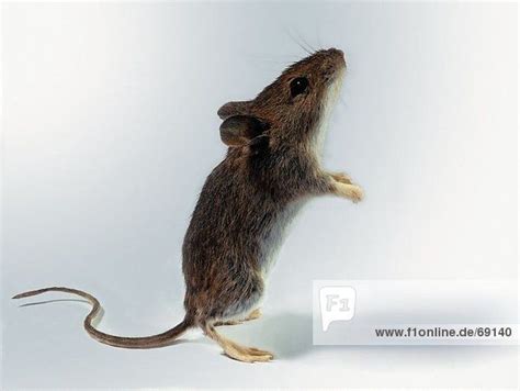 Close Up Of Mouse Standing On Hind Legs Rights Managed Image Animal