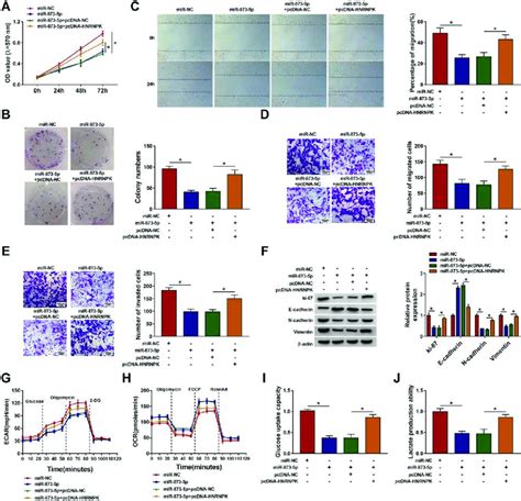 Mir P Exerted Its Role In Infiltrative Gc Cells Via Targeting