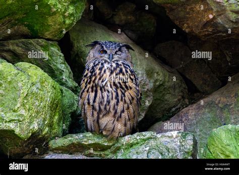 Wise As An Owl Hi Res Stock Photography And Images Alamy