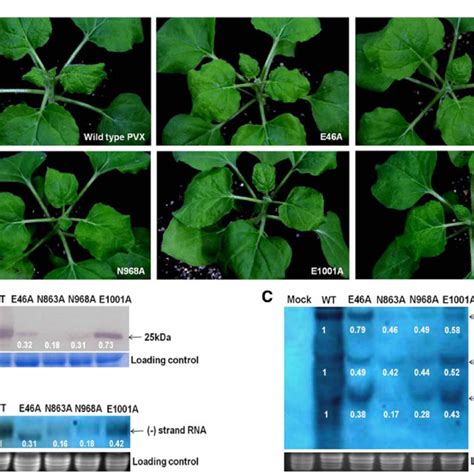 Symptoms And Accumulation Levels Of Wild Type Wt Pvx And Four Download Scientific Diagram