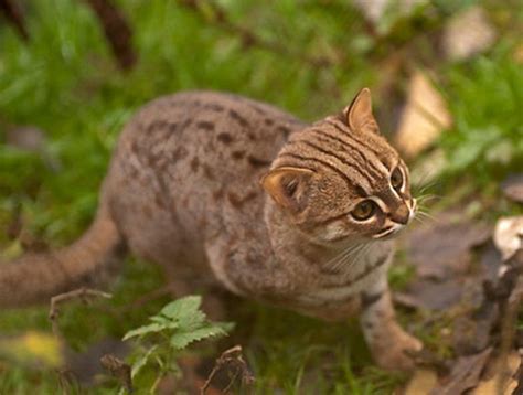 Rusty Spotted Cats Prionailurus Rubiginosus Invisible This Is The