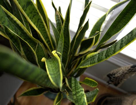 Dracaena Trifasciata Snake Plant Growing Guide