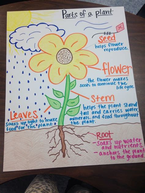 Parts Of A Plant And Life Cycle Anchor Charts Anchor Ch Rosewong