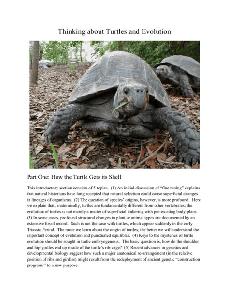 37 gopher tortoise burrow diagram - Diagram Resource 2022