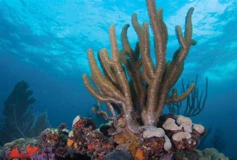 The Disease Threatening Coral Reefs In Martin County - Stuart Magazine