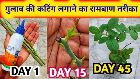 How To Grow Rose Cuttings