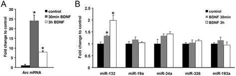 BDNF Does Not Alter Levels Of Mature Arc Targeting MiRNAs The Effect