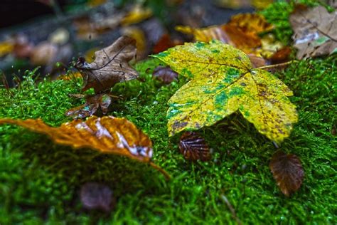 Leaves Fall Wet Free Photo On Pixabay Pixabay