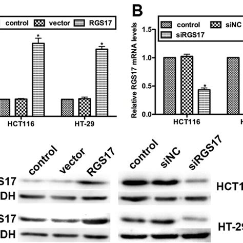 Transfection Efficiency Of Sirgs And Rgs Expression Plasmid A