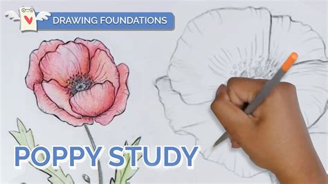 How To Draw A Poppy Flower Step By Best Flower Site