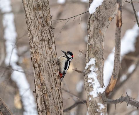 Pequeño Pájaro Carpintero Sentado En Un Tronco De árbol Con Nieve En