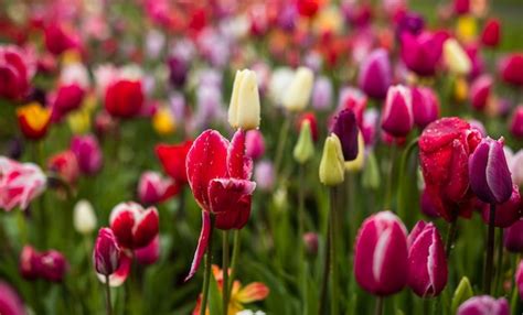 Von oben wachsen leuchtend rote Tulpen mit grünen frischen Blättern im