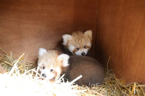 Red Panda twins born at Longleat - Red Pandazine