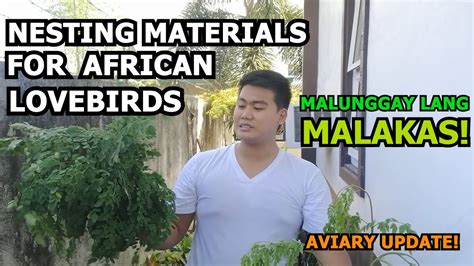 NESTING MATERIALS FOR AFRICAN LOVEBIRDS PAANO MAGBIGAY NG NESTING