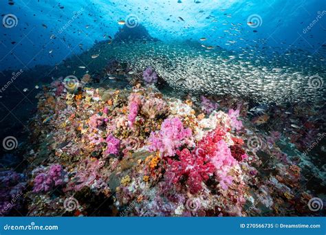 Arrecife De Coral Suave Rosa Y Escuela De Pescado En Richelieu Rock