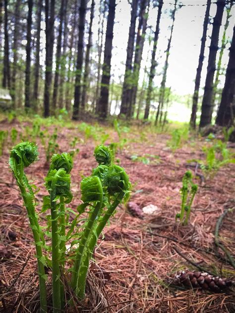 12 Fiddlehead Recipes to Celebrate Spring - Bacon is Magic