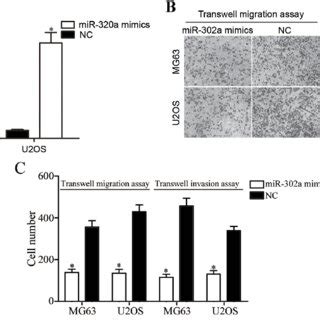 Overexpression Of MiR 302a Suppressed The Migration And Invasion