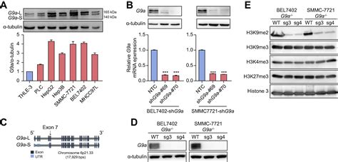 Histone Methyltransferase G9a Promotes Liver Cancer Development By