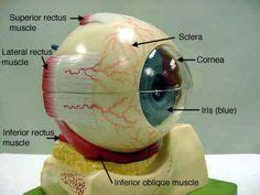 Anatomía del ojo Maqueta cuerpo humano Proyectos de biología