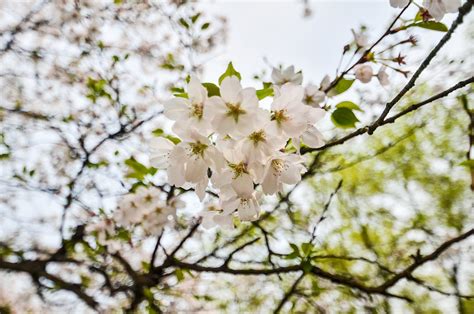 四月的杭州，是一方百花争艳的人间天堂 杭州旅游攻略 游记 去哪儿攻略