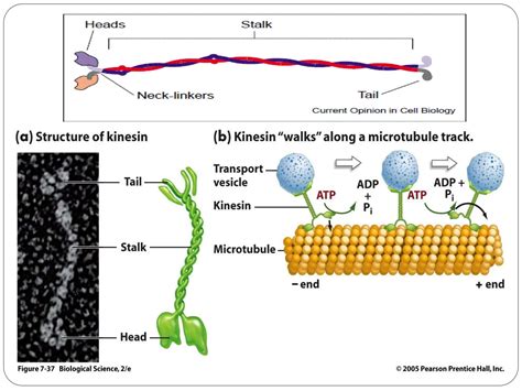 Cytoskeleton Microtubules Microfilaments Intermediate Filaments Ppt