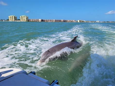 Dolphin Cove Marina Marco Island All You Need To Know Before You Go