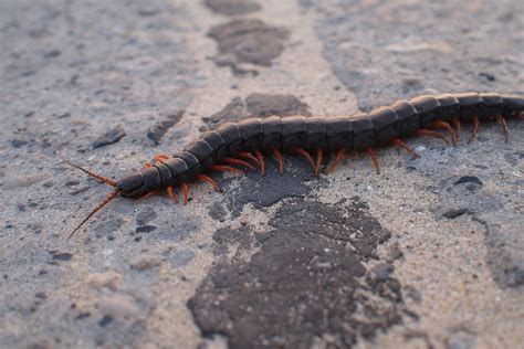 Austin Centipede Control Stride Pest Control