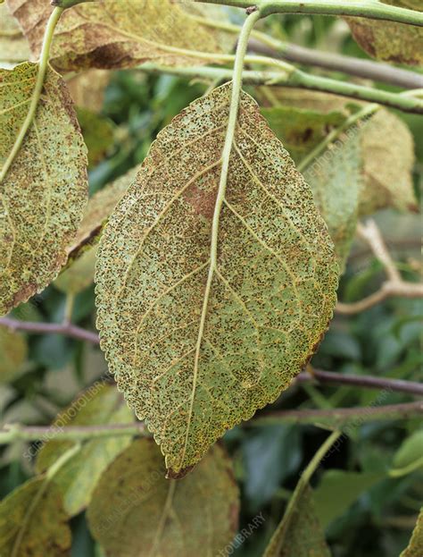 Rust Fungus On Plum Leaf Stock Image B2750047 Science Photo Library