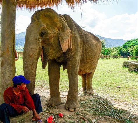 The Elephant Nature Park - Thailand