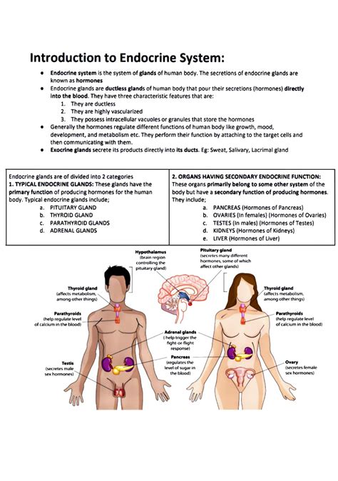 Endocrine System Introduction To Endocrine System Endocrine System