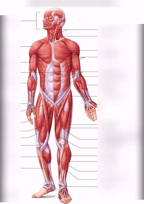 BIO 168 Chapter 10 Anterior Muscles Diagram Quizlet