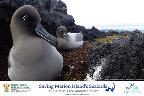 Salvar a las aves marinas de la Isla Marion Campaña de Conservación