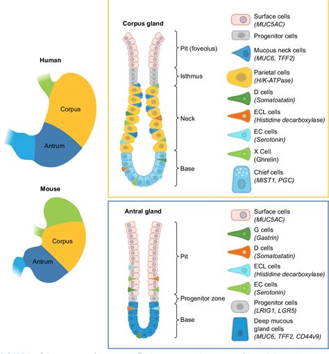 Figure 1 From The Physiology Of The Gastric Parietal Cell Semantic