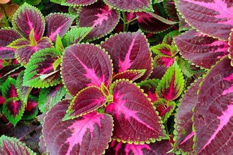 Coleus Plant Profile Botany World