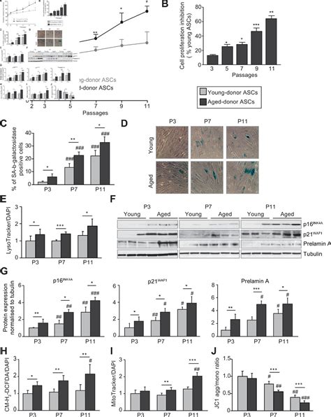 Metformin Alleviates Stress Induced Cellular Senescence Of Aging Human