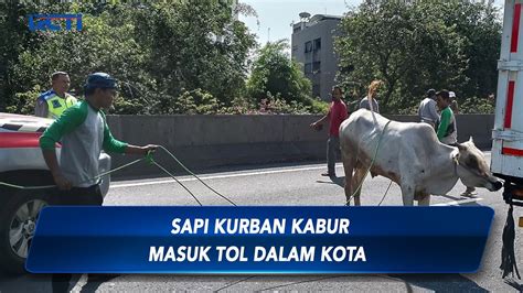 Seekor Kerbau Ngamuk Saat Akan Dipotong Di Serang Sapi Kurban Kabur