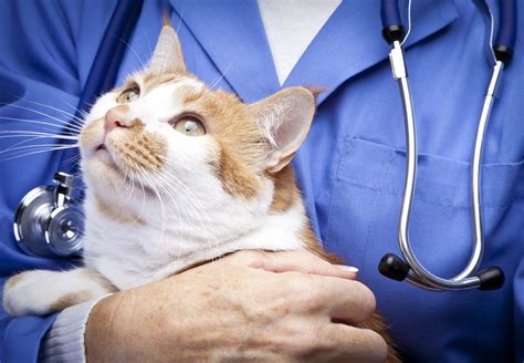 Allergies In Cats Types Signs Causes And Treatment Urgentvet