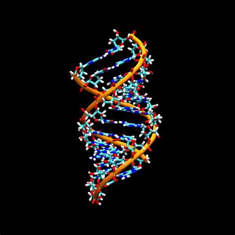 核糖核酸 Rna 知乎