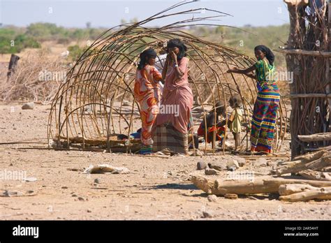 Young Afar women constructing nomad tent, Afar region, Ethiopia. The ...