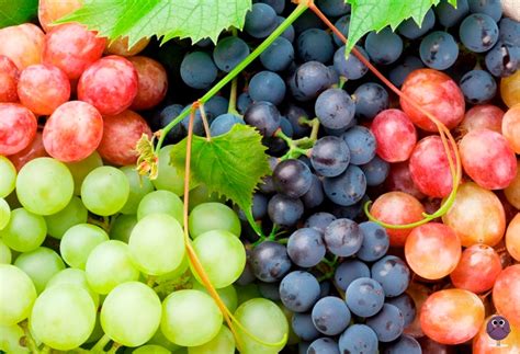 Uvas propiedades y beneficios para la salud Fruta Pasión