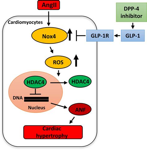 Dpp Dipeptidyl Peptidase Inhibitor Attenuates Ang Ii Angiotensin