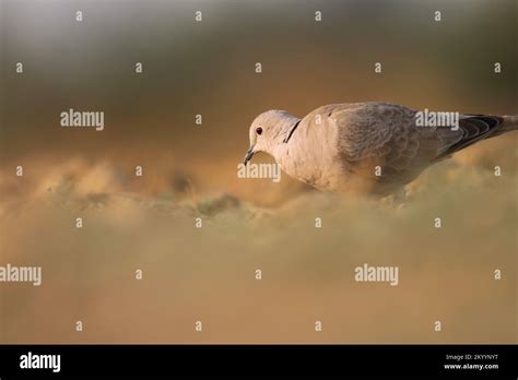 Ring Necked Dove Foraging On The Ground Half Collared Dove Cape