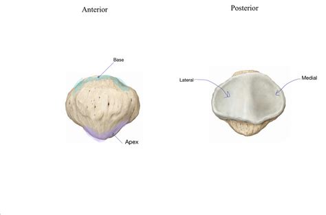 Patella Diagram Diagram Quizlet