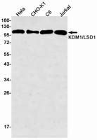 KDM1A Rabbit MAb NewEast Biosciences GTPase Oncogene And Bioactive