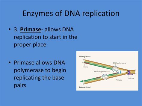 Why Does Dna Have To Replicate Ppt Download