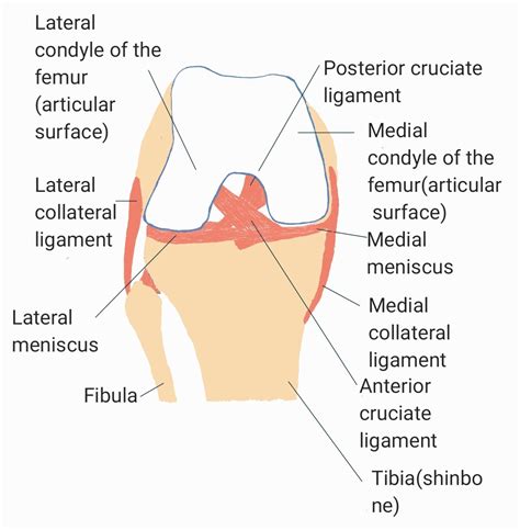 Anterior Cruciate Ligament Injury Causes Symptoms Diagnosis And